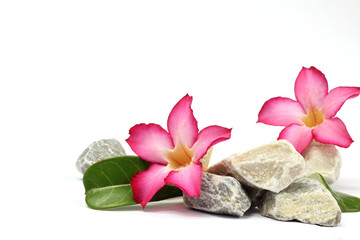 Fototapeta na wymiar stones and pink flower on the white background