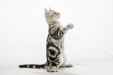 American Shorthair