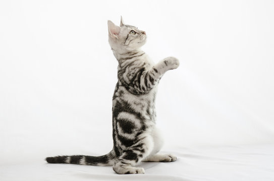 American Shorthair