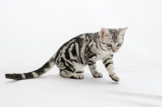 American Shorthair
