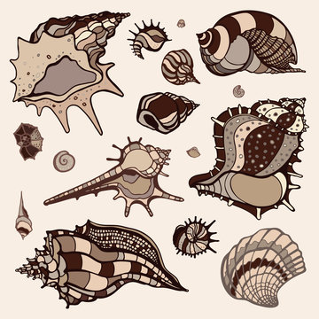 Sea shells set.