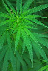 Fototapeta na wymiar macro shot of living bush of cannabis