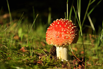 amanita muscaria