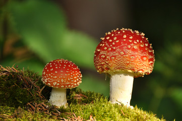 amanita muscaria