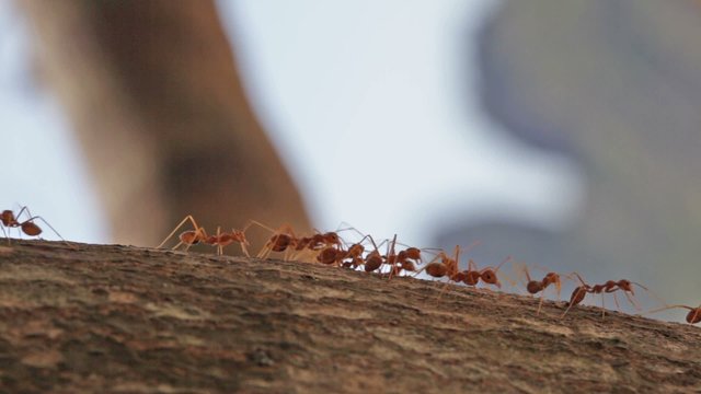 Red ants run on a tree trunk, macroshooting