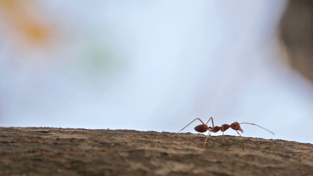 Red ants run on a tree trunk, macroshooting