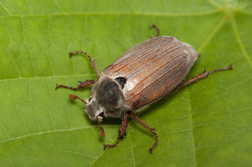 chafer