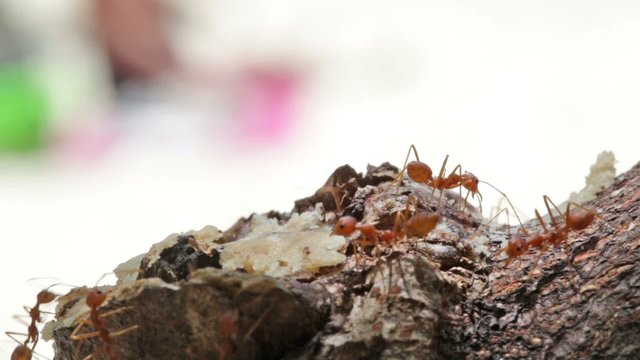 Red ants run on a tree trunk, macroshooting