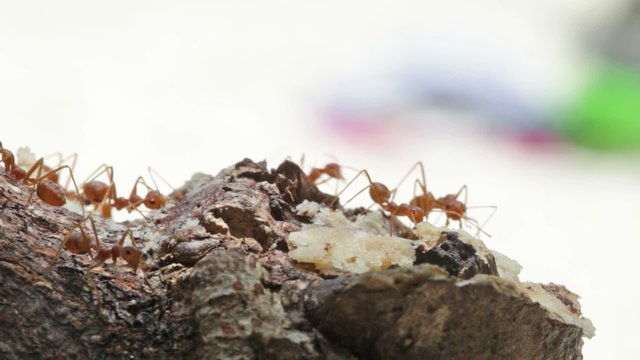 Red ants run on a tree trunk, macroshooting