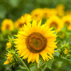 Fototapeta premium Sunflowers at the field in summer