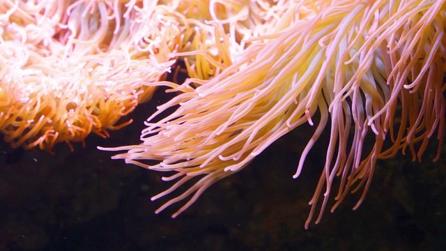 Structure of yellow moving algae, close up