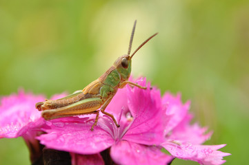 Grass hopper on flower