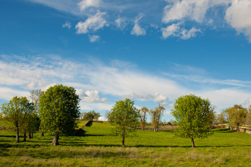 Fototapeta na wymiar Green meadows. Rural landscape
