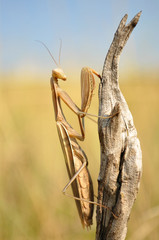 Mantis religiosa