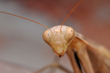 Mantis religiosa