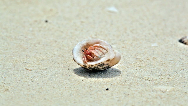  sea wave washes away a crab eremite on a sandy beach