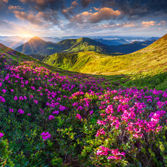Obrazy na Szkle  Magiczne różowe kwiaty rododendronów w górach.
