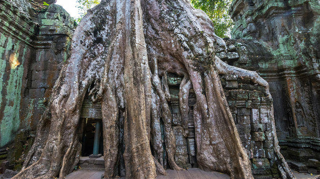 Ancient ruins and tree roots, Ta Prohm temple