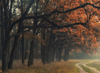 Autumn Park, the rhythm of the trees