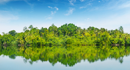 Fototapeta na wymiar mangroves on the bank of the river