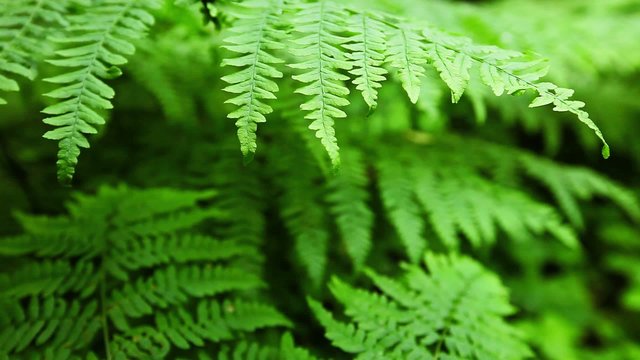 Macro close up of tropical fern 