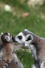 Katta mit Zwillingen