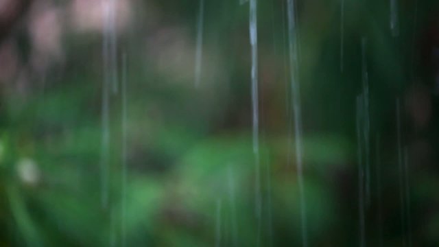 Frangipani flowers in the rain. Shift in focus