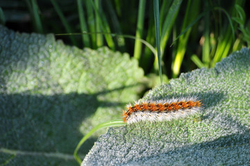 Raupe auf einem Blatt