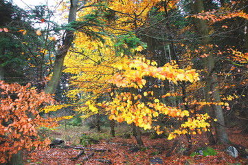 Buchenlaub im Herbst