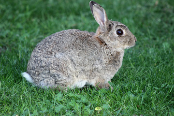 Wildkaninchen