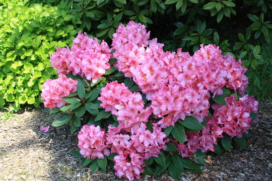 les rhododendrons