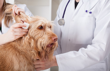 Dog having ear examination