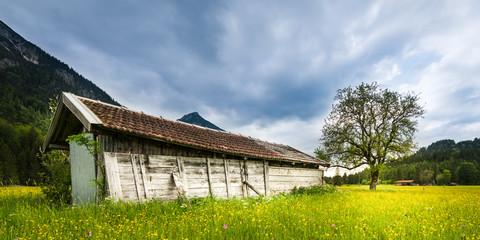 old wooden hut in green meadow with fresh tree and flowers