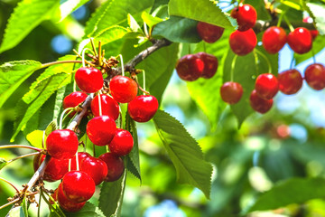 Red cherries on a tree branch