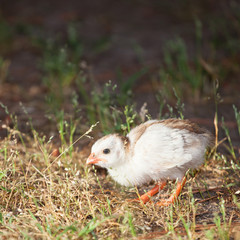 Baby chick