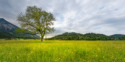 single tree in rural meadow with flowers in spring time