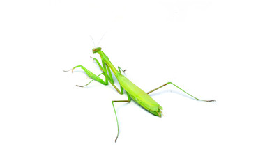 Praying Mantis. on white background