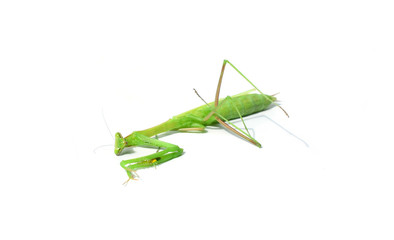 Praying Mantis. on white background