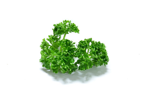 Bunch of fresh green curly parsley. Isolated on white background