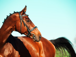portrait of bay sportive horse