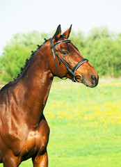 portrait of bay sportive horse