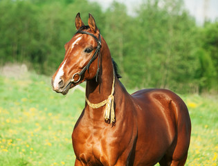 Fototapeta na wymiar Portret Kuc teke konia