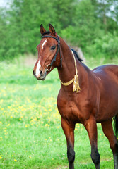 Fototapeta premium Portrait of bay Akhal teke horse