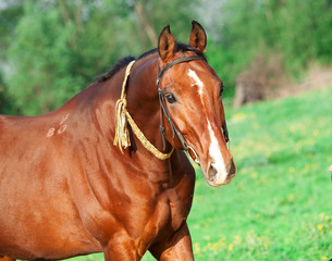 Fototapeta premium Portrait of bay Akhal teke horse