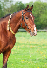 Portrait of  bay Akhal teke horse
