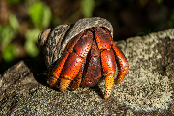 Soldier Crab Perched on Rock Peeks out of Shell