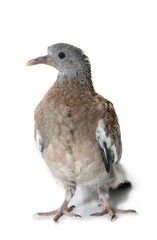 bébé pigeon