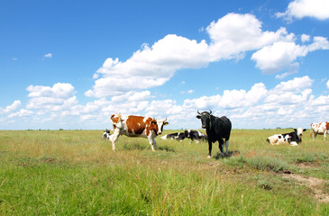 Cows on a green summer meadow