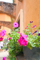 Petunias flower in the garden