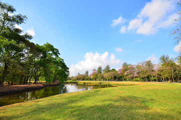 Nature in Public Park